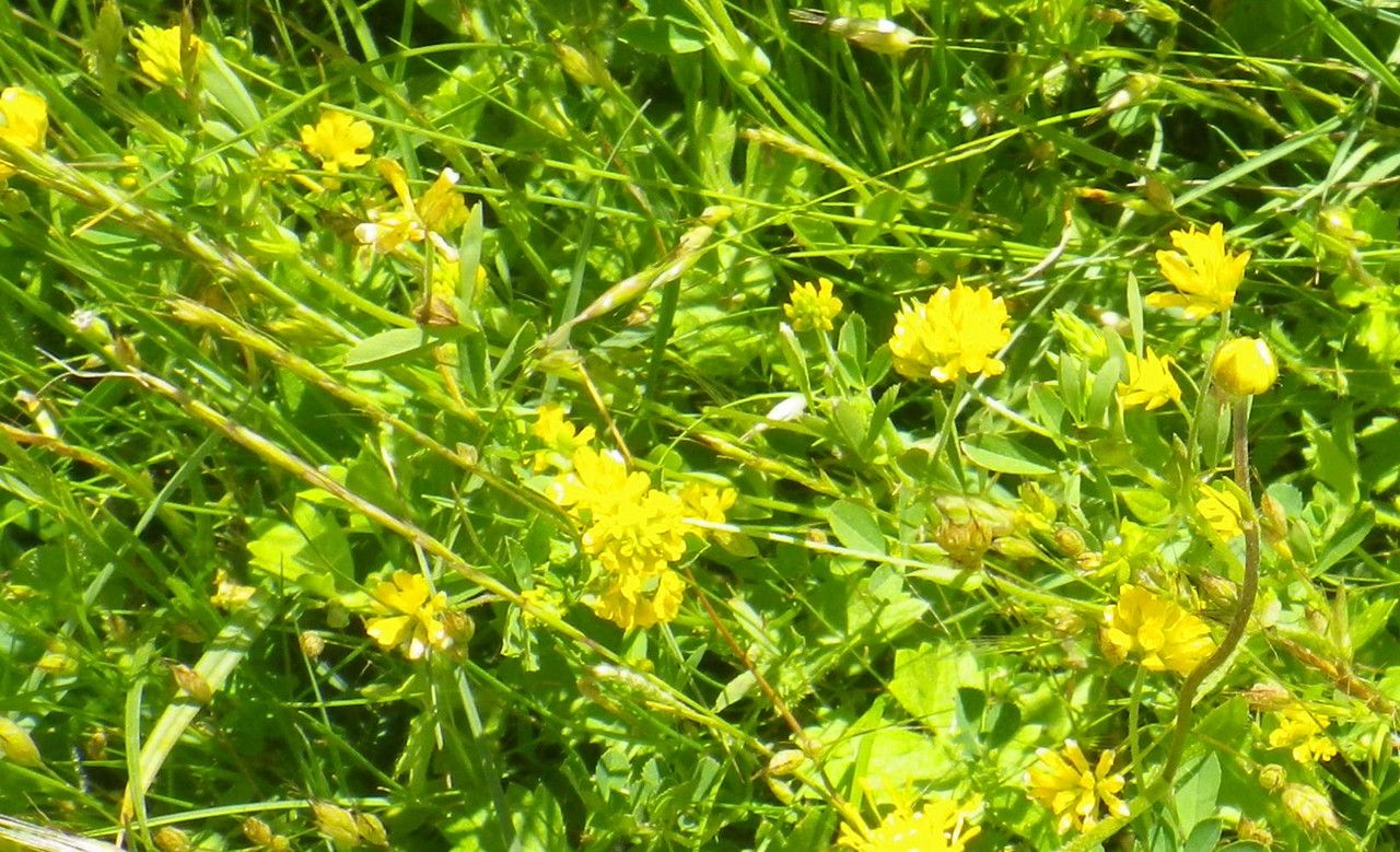 Trifolium patens habit