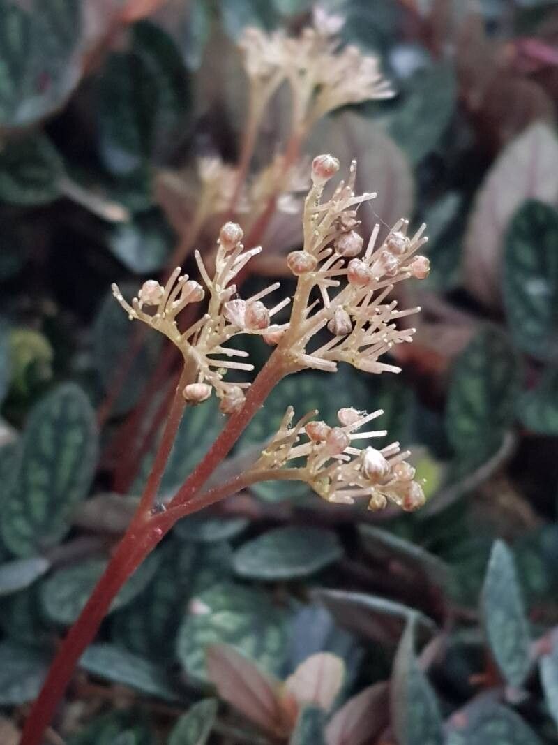 Procris repens flower