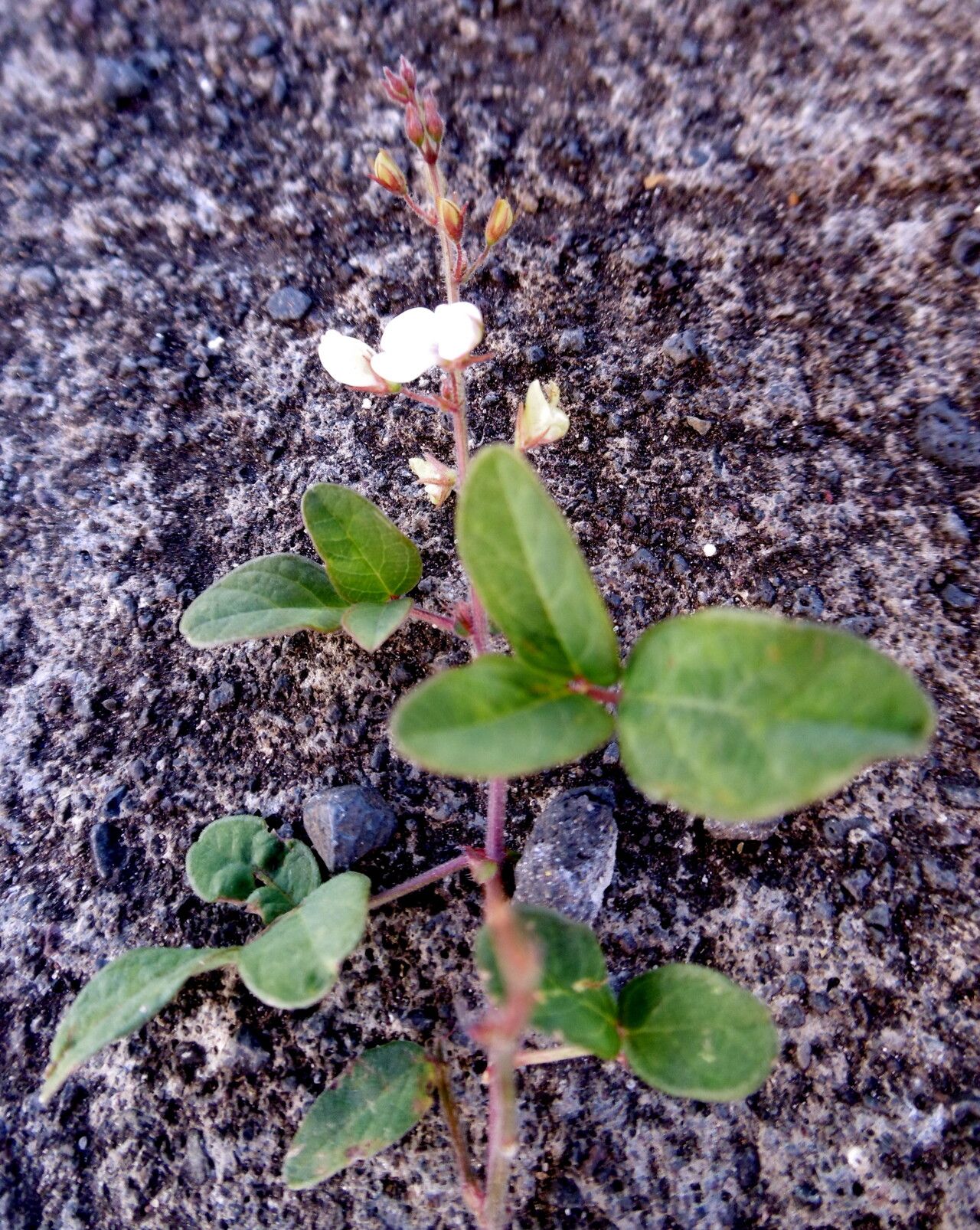 Pleurolobus gangeticus — search result for 'Desmodium'