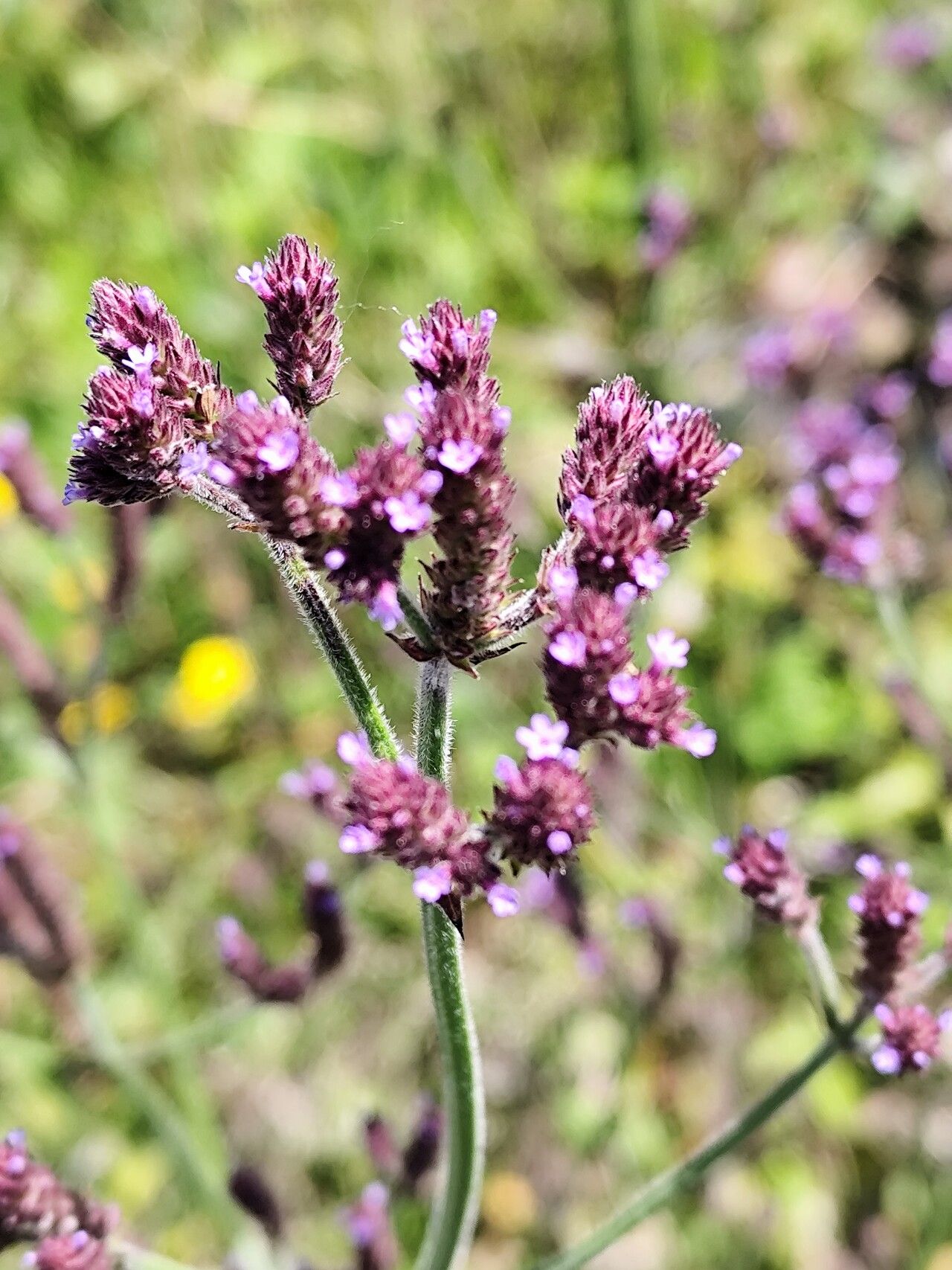 Verbena incompta flower