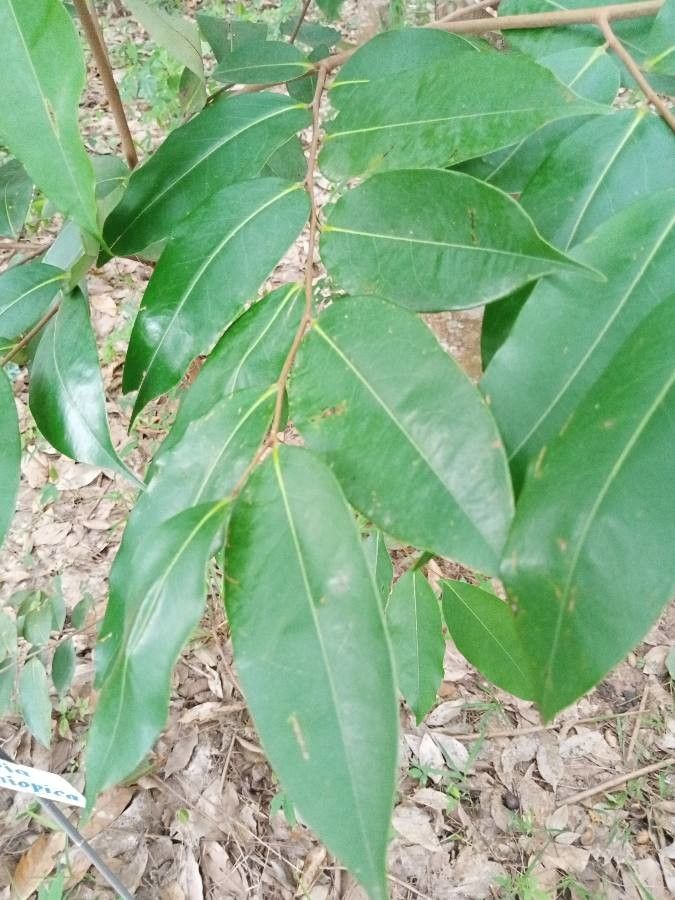 Xylopia aethiopica leaf