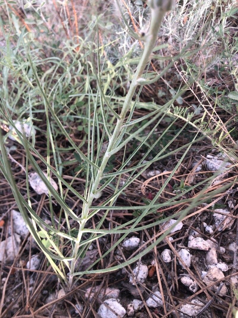 Scorzonera angustifolia leaf