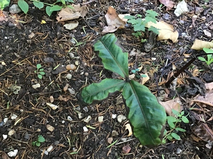 Chloranthus fortunei — related species from the same genus