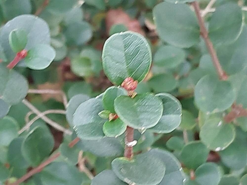 Viburnum atrocyaneum leaf