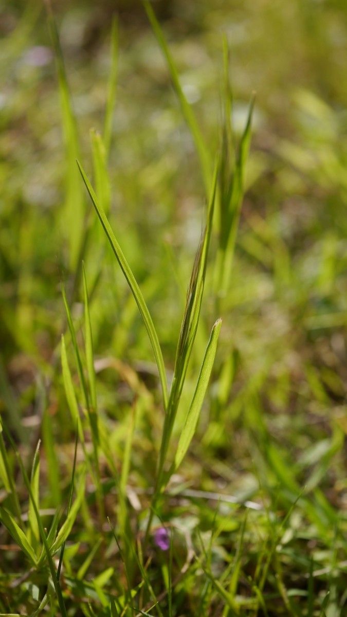 Anisantha rigida — related species from the same genus