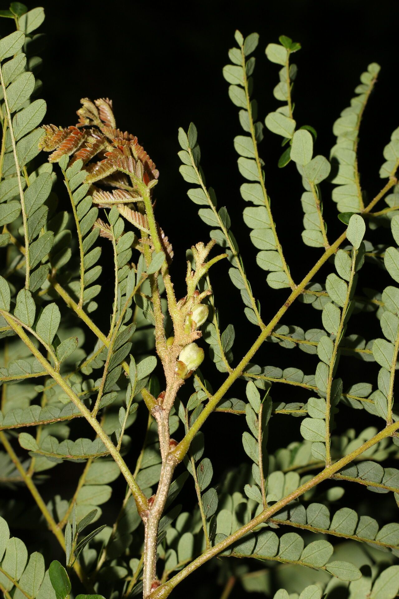 Caesalpinia eriostachys fruit