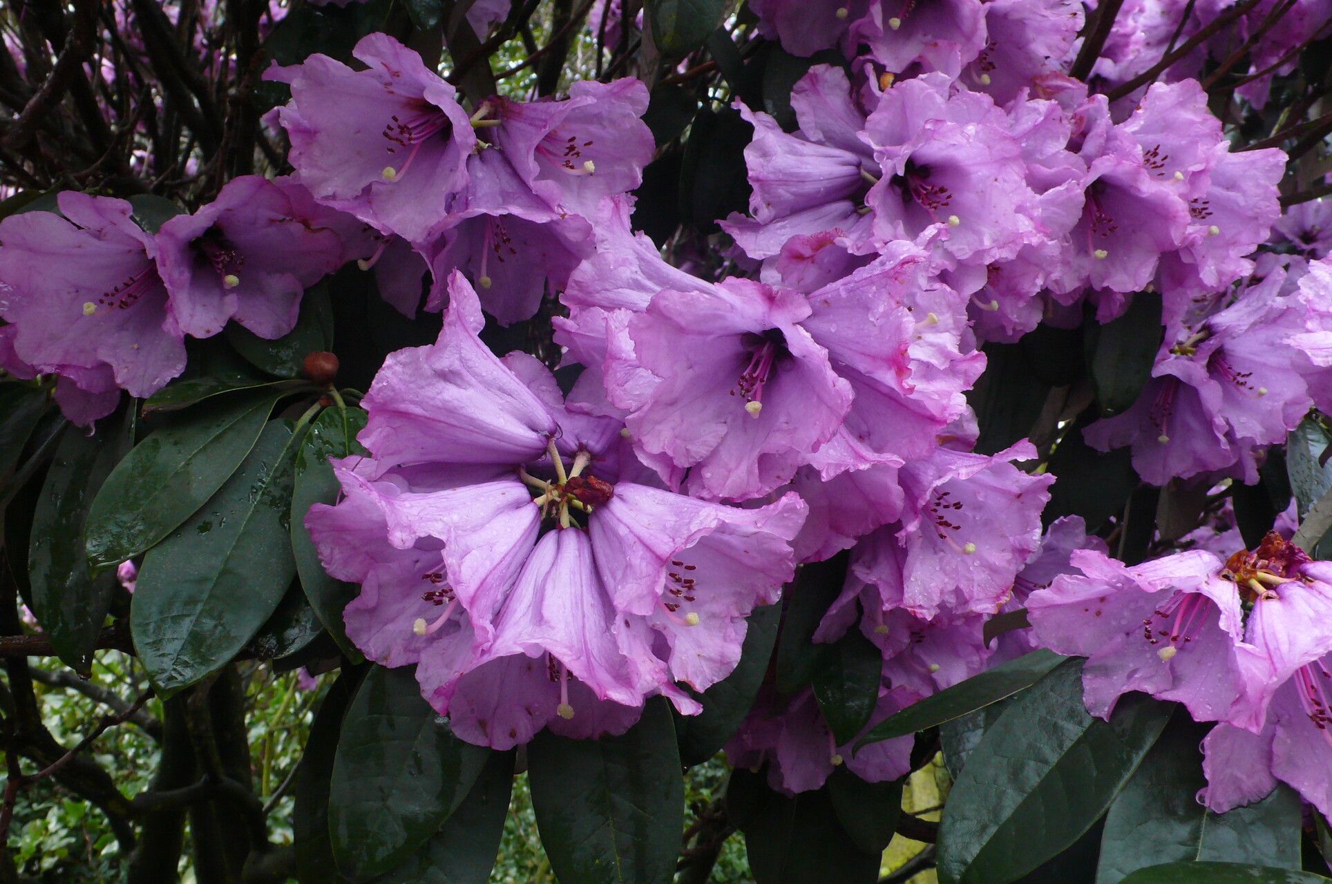 Rhododendron ririei — houseplant care guide