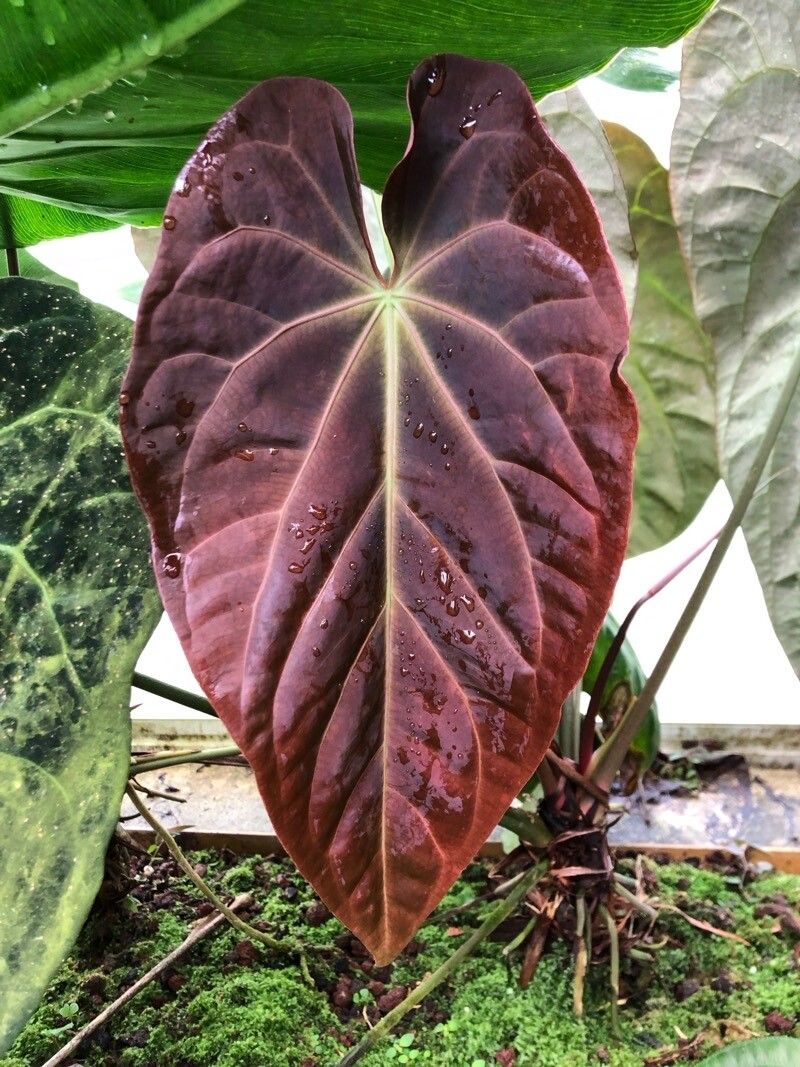Anthurium papillilaminum leaf