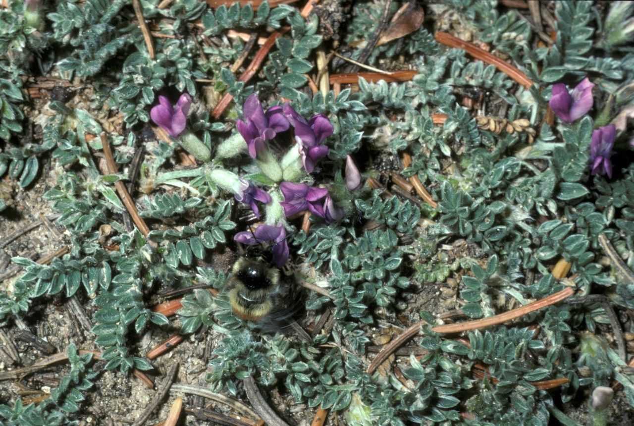 Oxytropis oreophila — houseplant care guide
