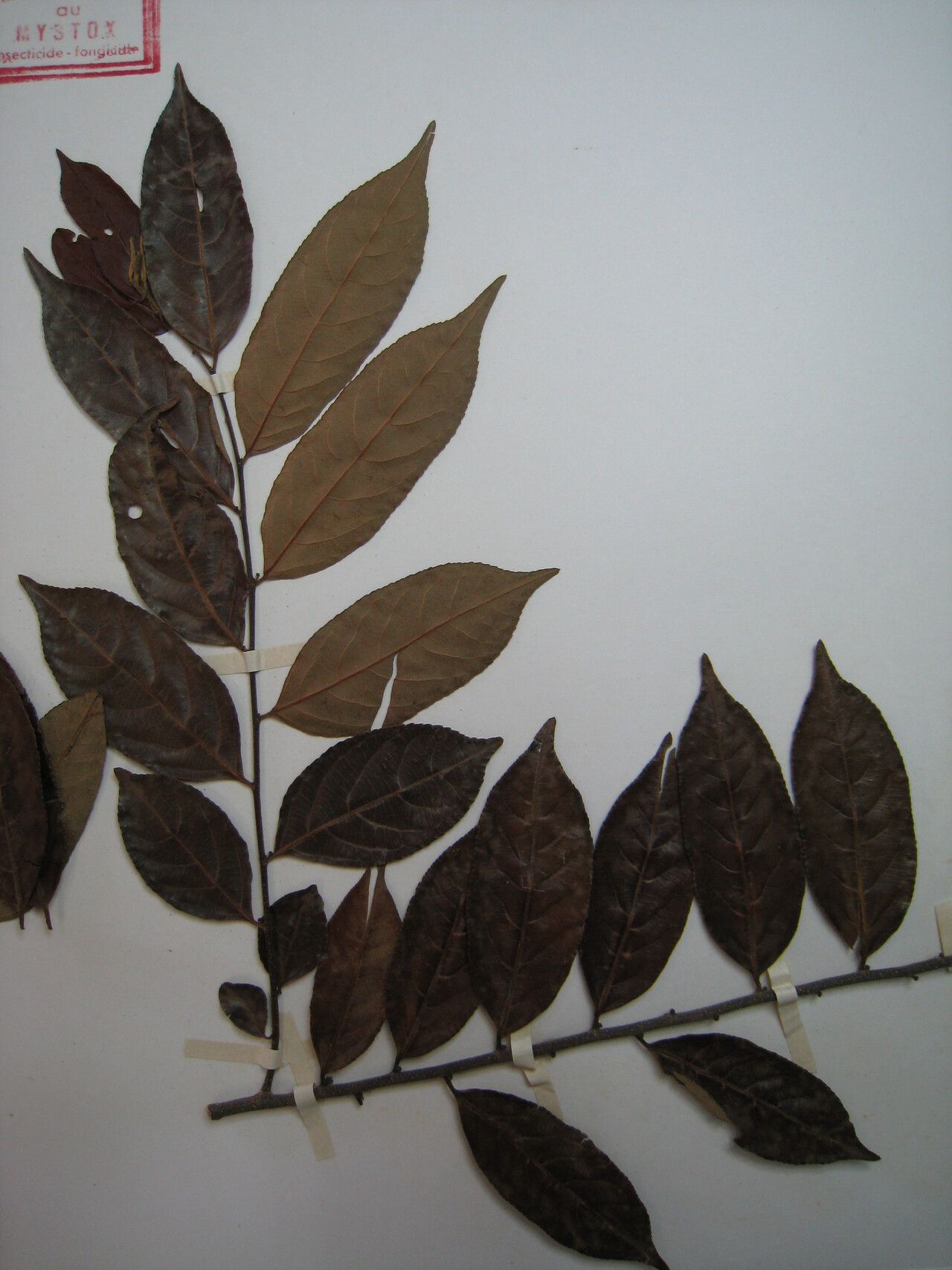 Casearia arborea — related species from the same genus