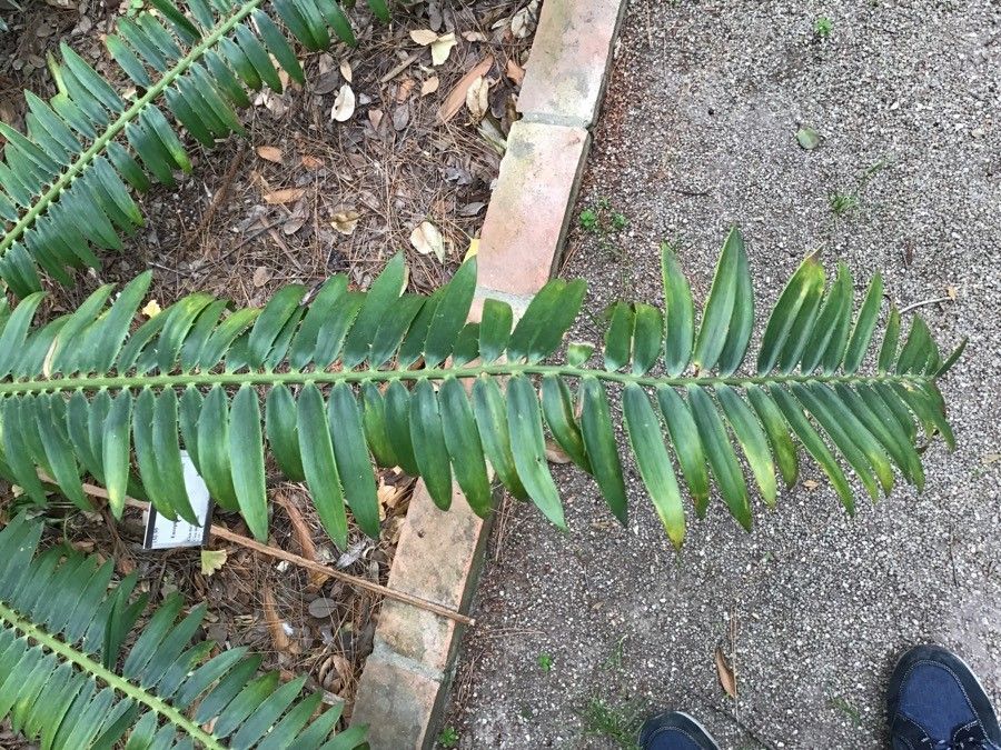 Encephalartos altensteinii leaf