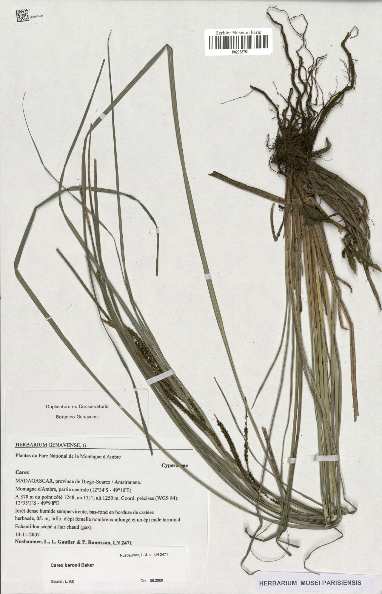 Carex baronii — houseplant care guide