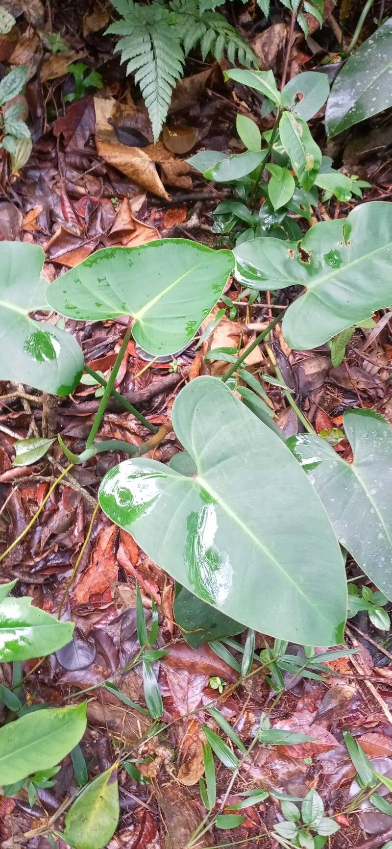 Philodendron toshibae — houseplant care guide