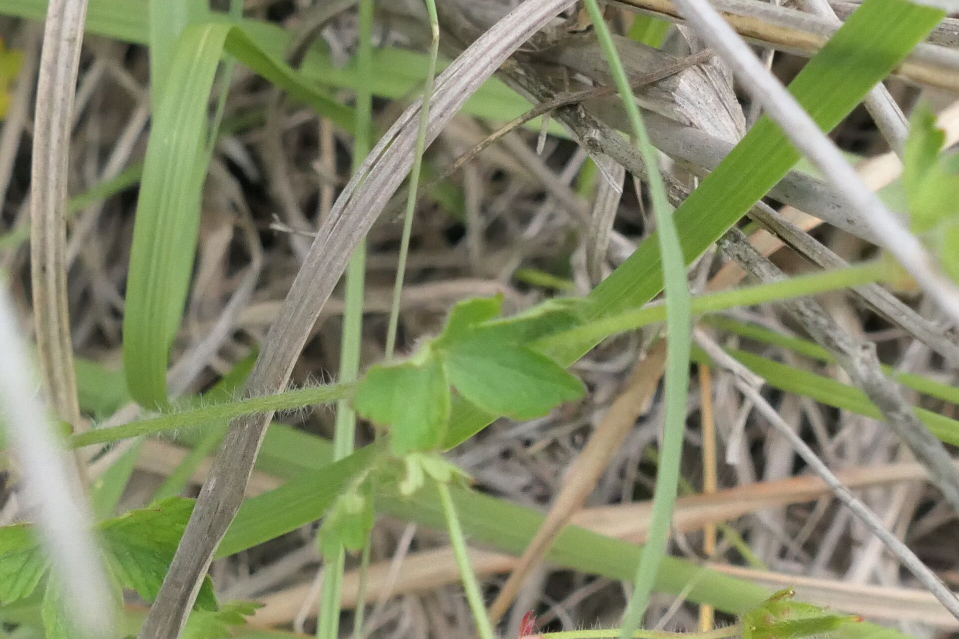 Geranium wakkerstroomianum bark