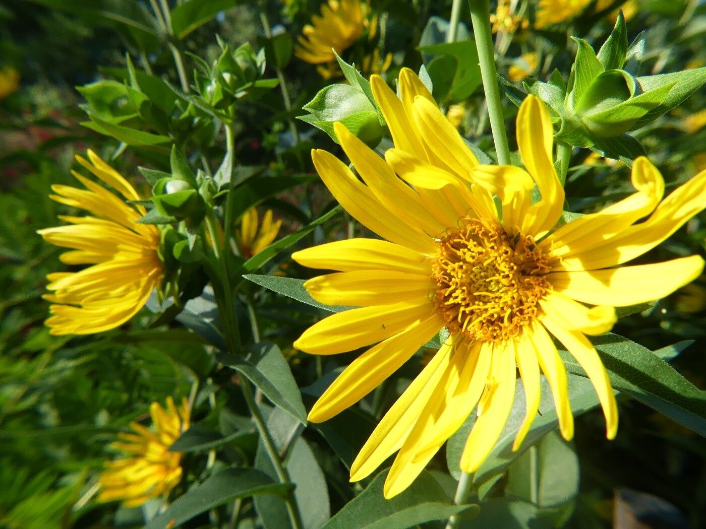 Silphium integrifolium flower