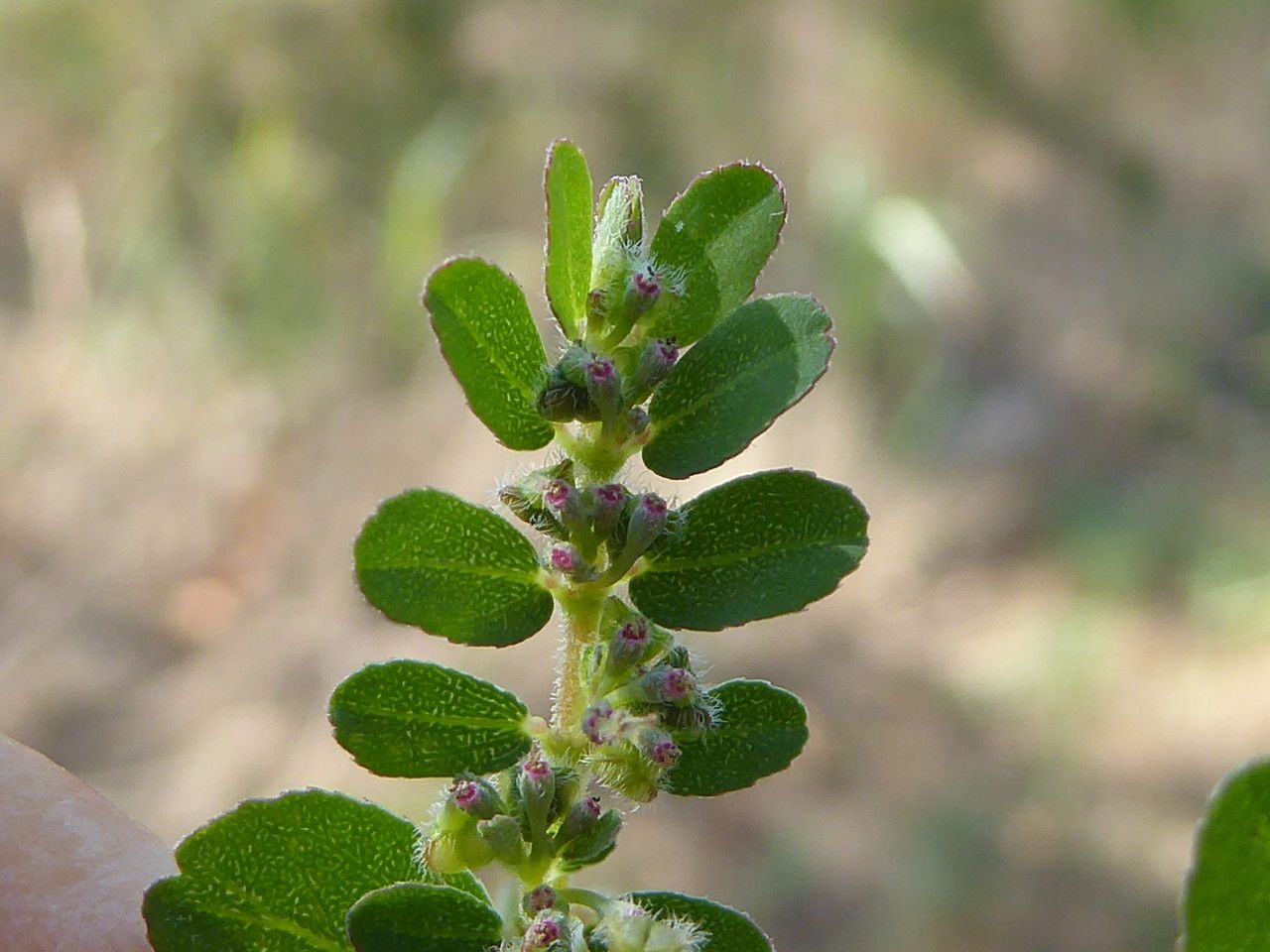 Chamaesyce prostrata flower