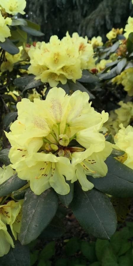 Rhododendron yakushimanum flower