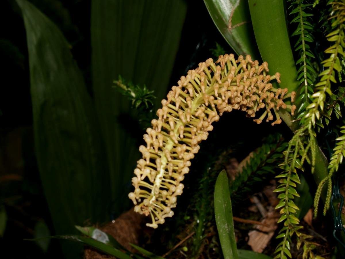 Eria aeridostachya fruit