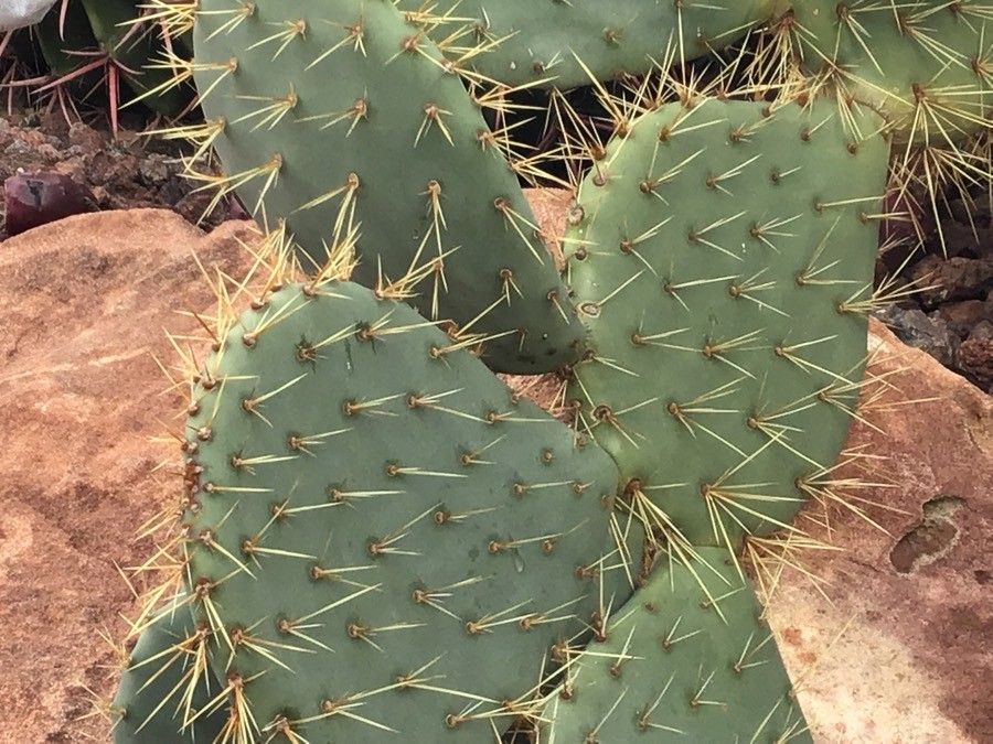Opuntia phaeacantha — search result for 'Opuntia'