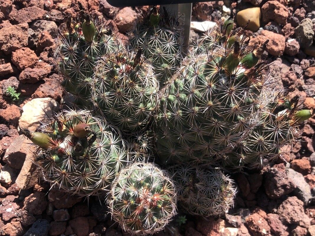Coryphantha pseudechinus — search result for 'Coryphantha'