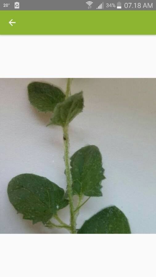 Kickxia lanigera — houseplant care guide