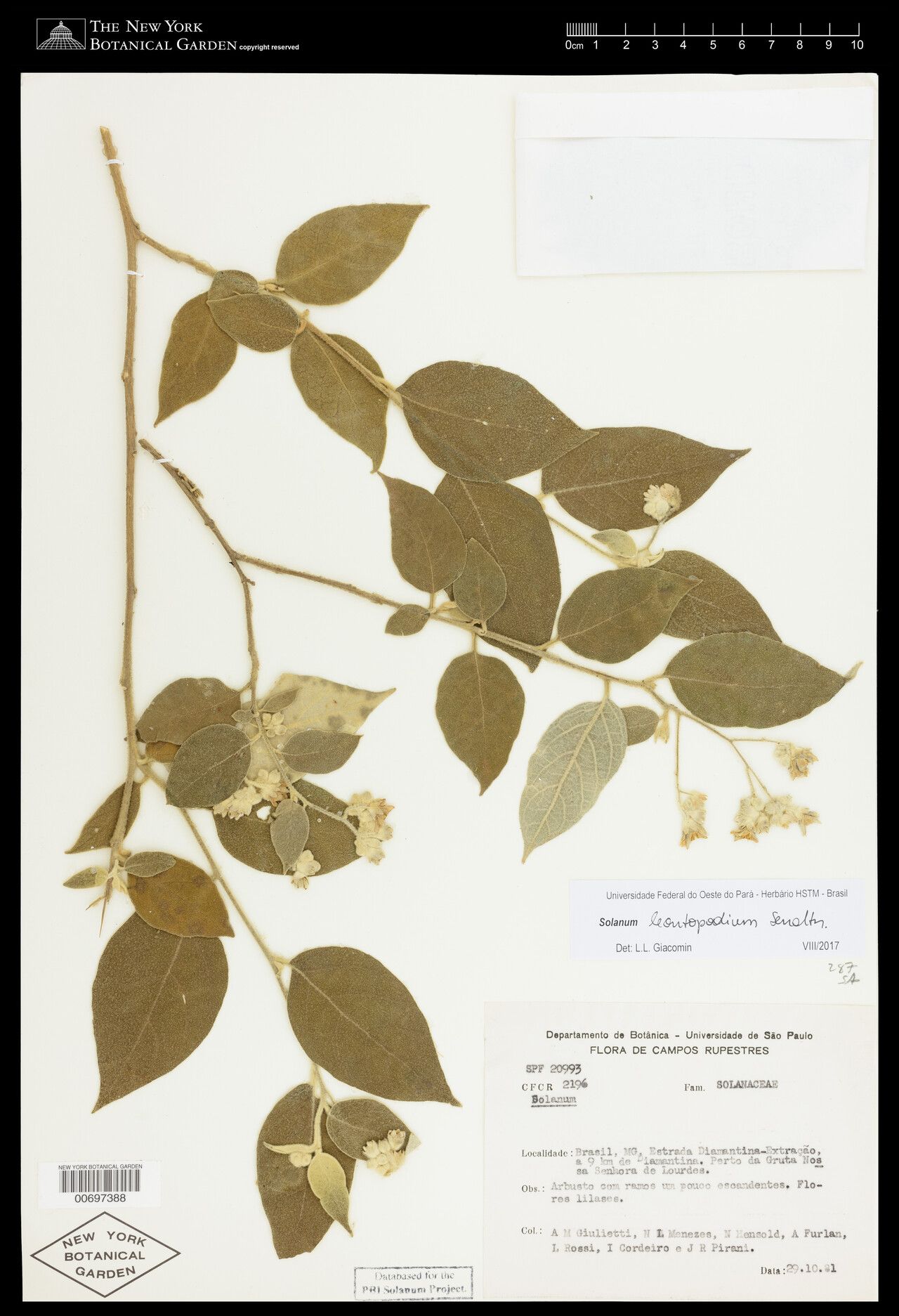 Solanum leontopodium — search result for 'Leontopodium'