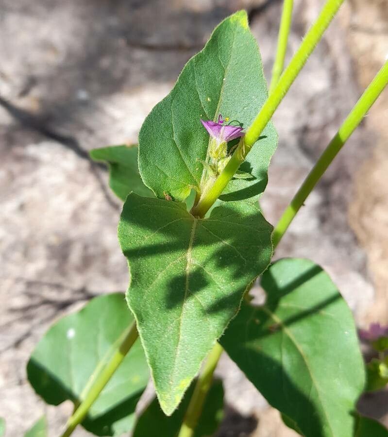 Mirabilis ovata — search result for 'Mirabilis'