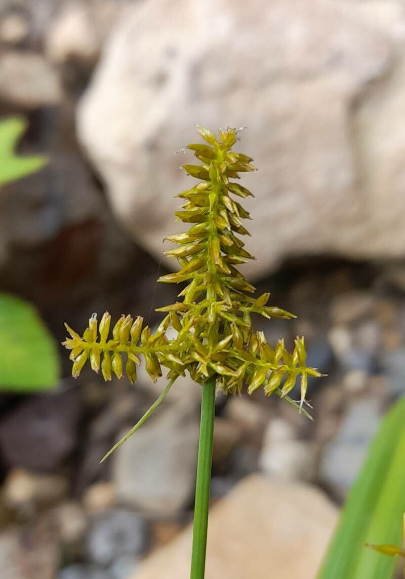 Cyperus pallidicolor flower