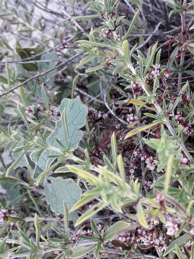 Cuscuta epithymum flower