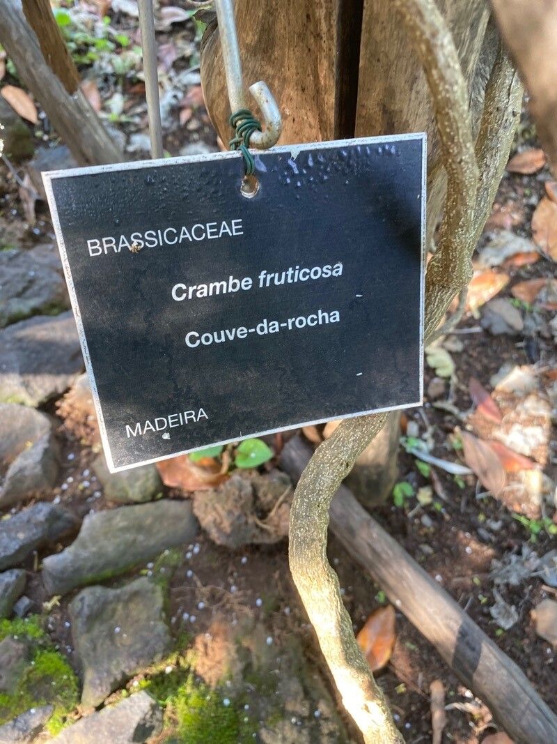 Crambe fruticosa other