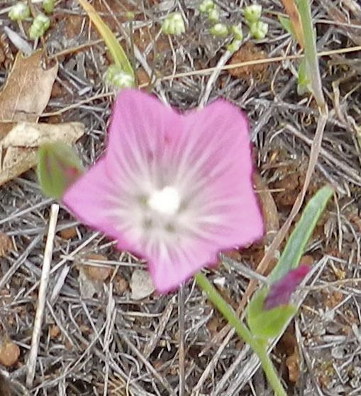 Sidalcea hartwegii flower