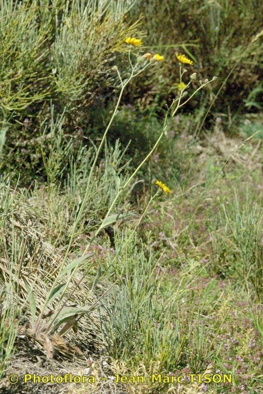 Hieracium onosmoides habit