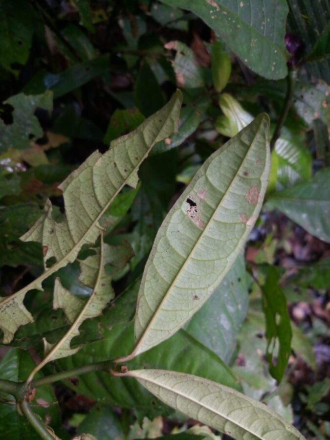 Palicourea apoda leaf