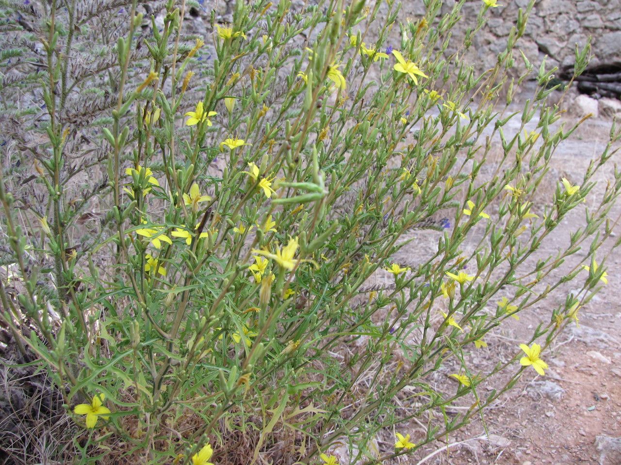 Lactuca ramosissima habit