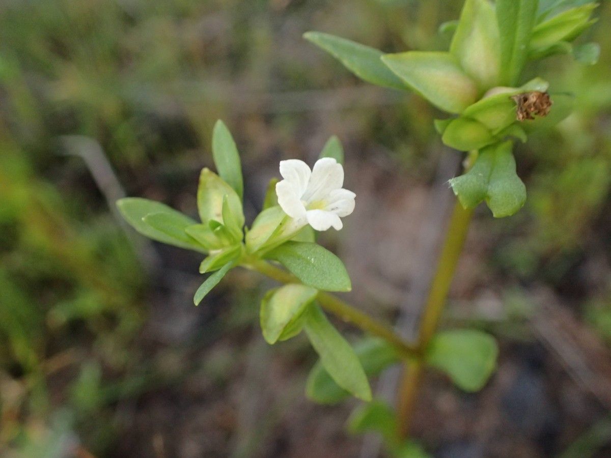 Bacopa crenata