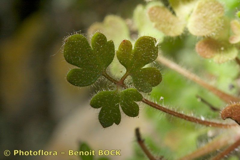 Saxifraga boissueri — houseplant care guide