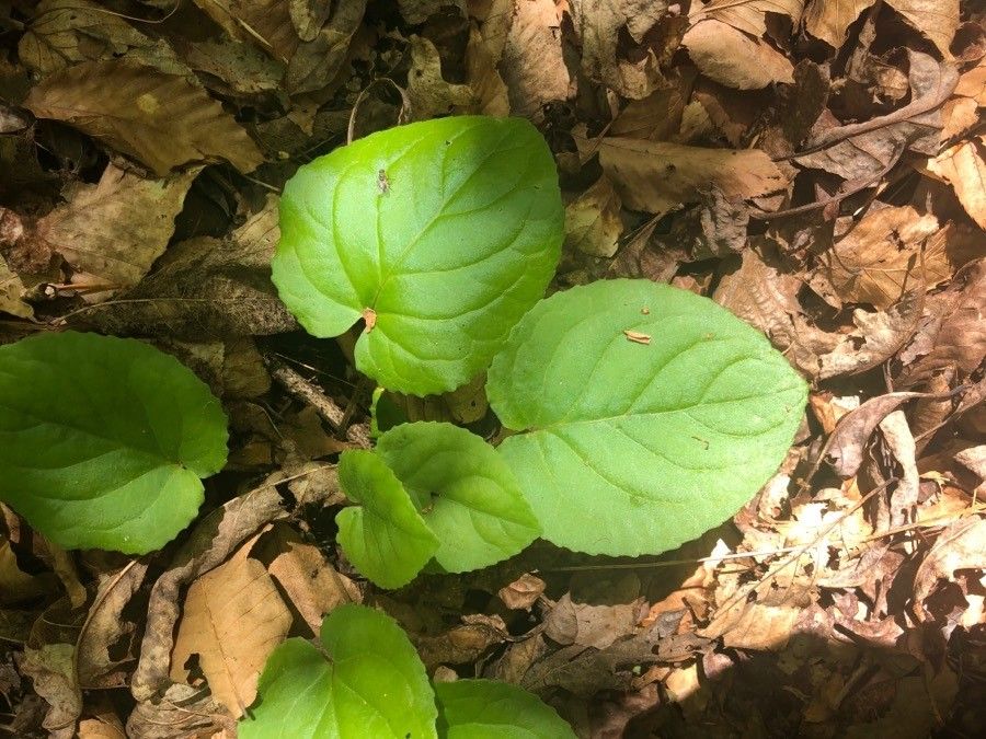 Viola rotundifolia leaf