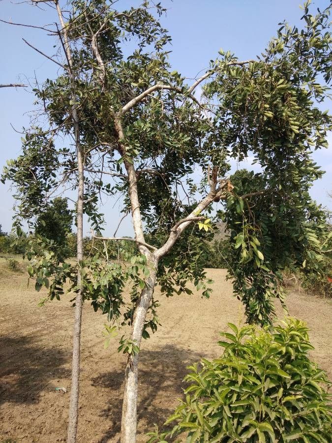 Diospyros chloroxylon habit