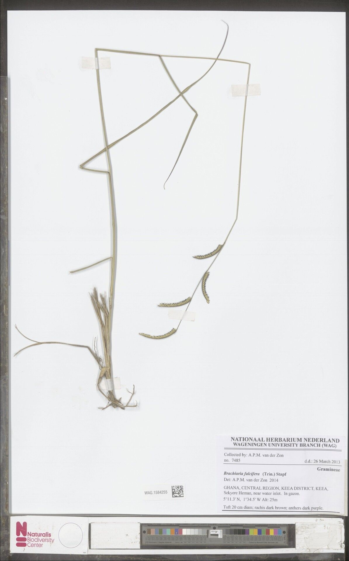 Urochloa falcifera — houseplant care guide