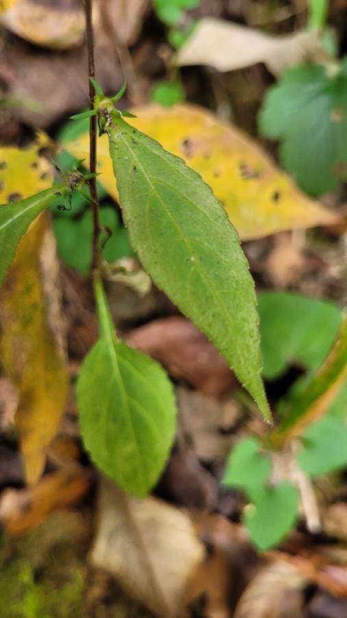 Campanula americana leaf