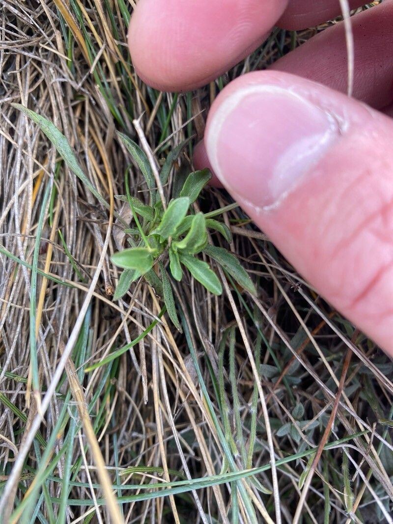 Viola eugeniae — search result for 'Viola'