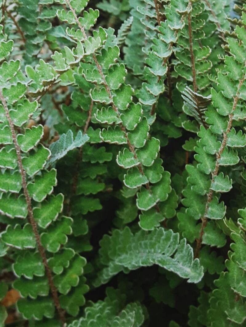 Hemionitis sinuata — search result for 'Hemionitis'