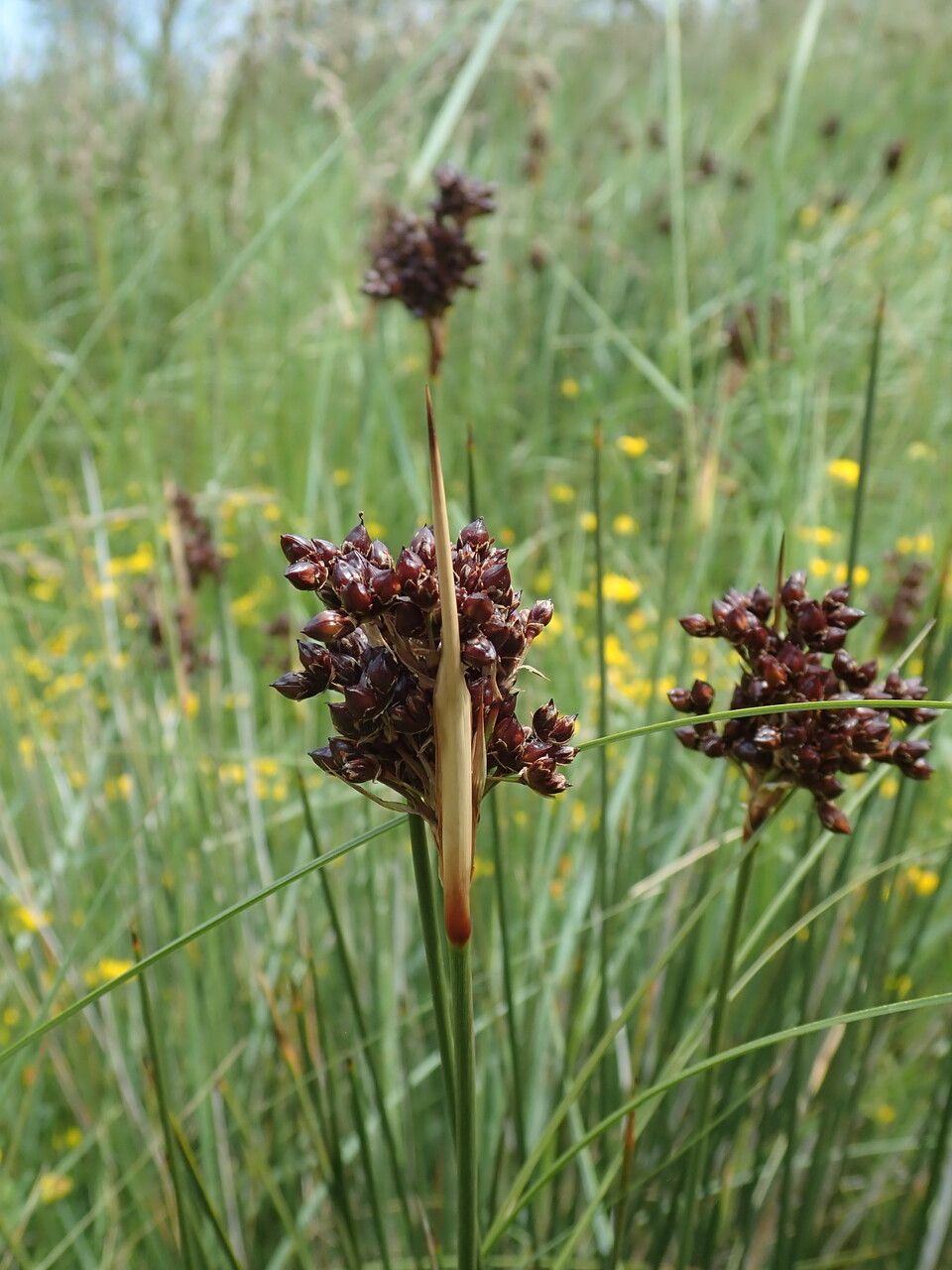 Juncus acutus flower