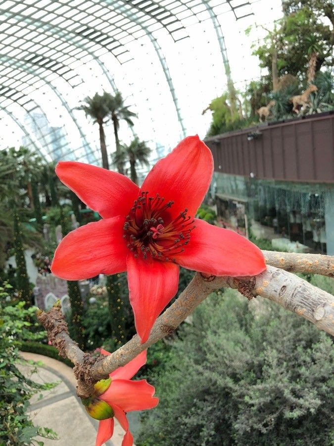 Bombax ceiba — related species from the same genus