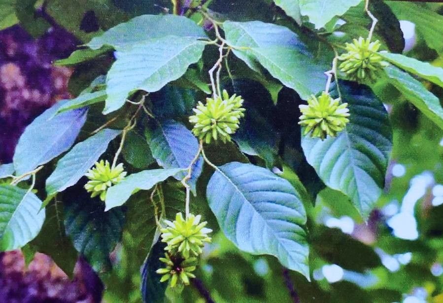 Camptotheca acuminata fruit