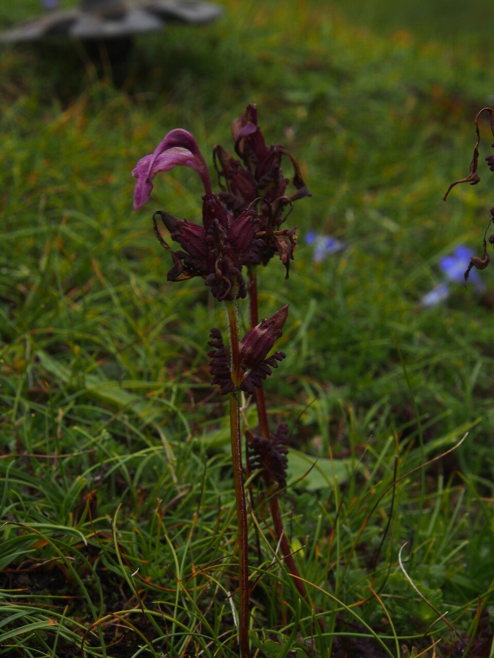 Pedicularis porrecta — houseplant care guide