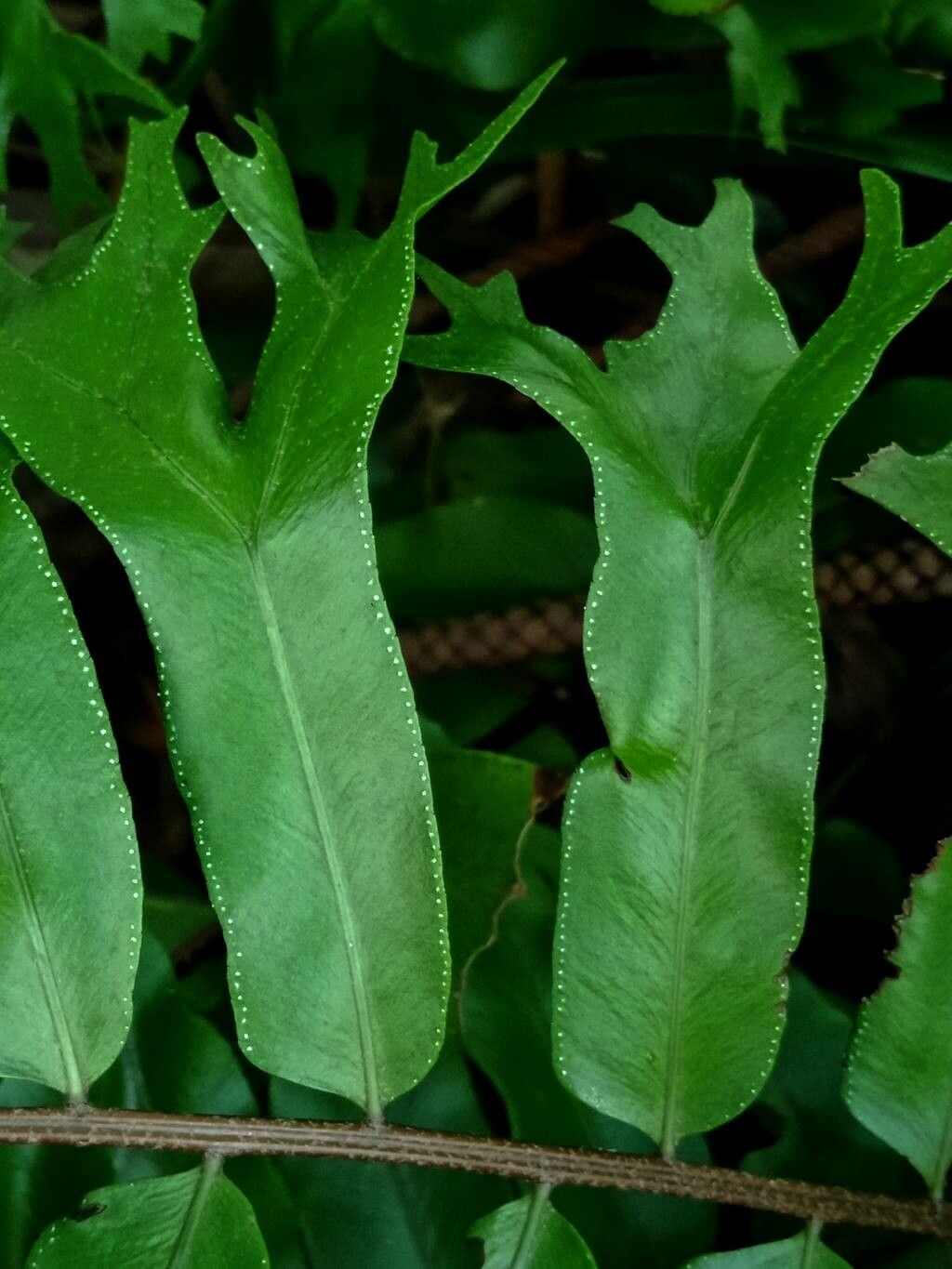 Nephrolepis falcata leaf