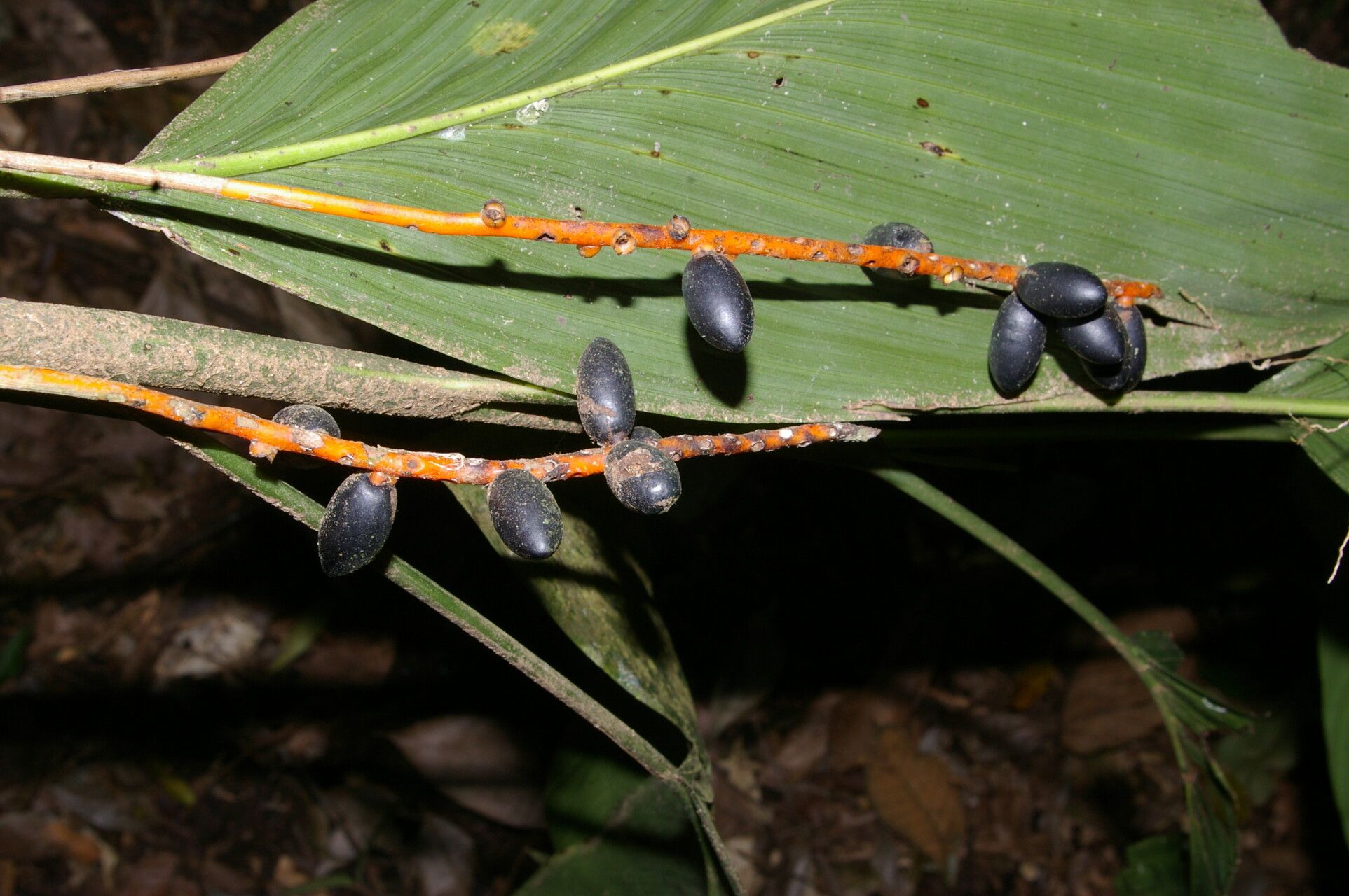 Chamaedorea dammeriana fruit