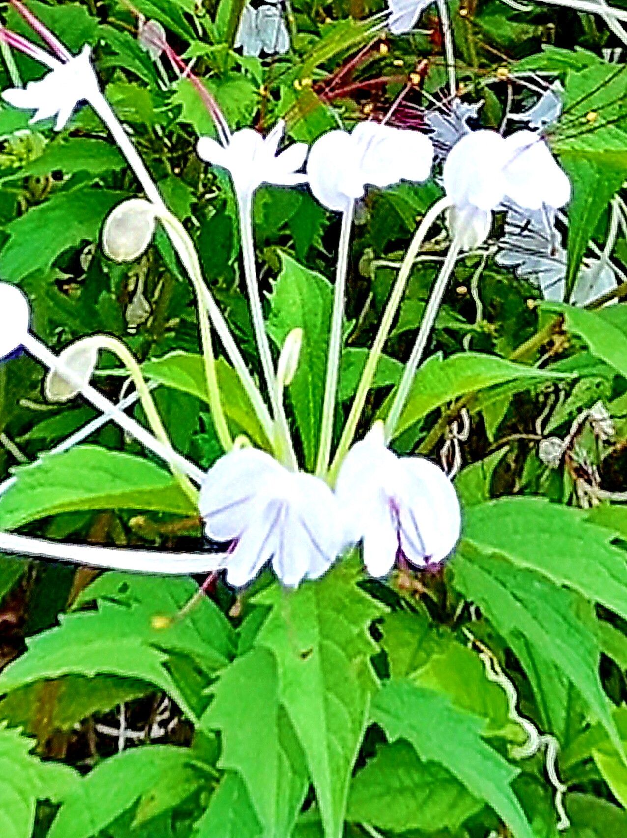 Rotheca microphylla flower