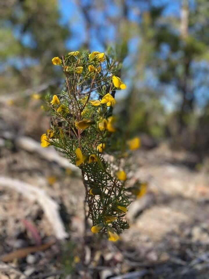 Adenocarpus decorticans flower